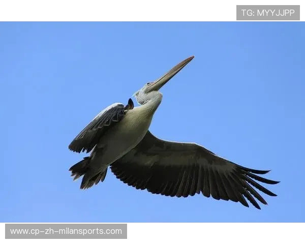 _鹈鹕不断磨合，实力逐步提升_，鹈鹕秒懂